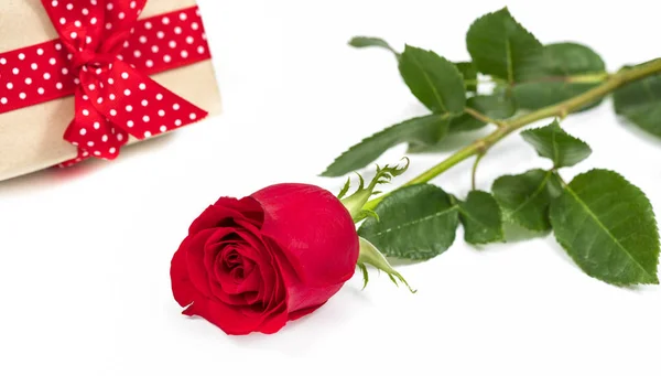 Červená Růže Dar Bílém Pozadí — Stock fotografie