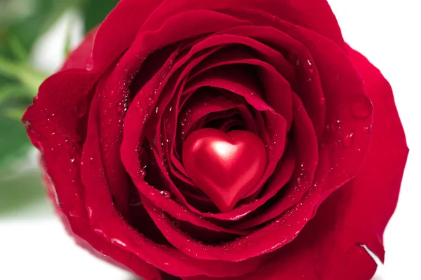 Červená Růže Srdce Bílém Pozadí — Stock fotografie