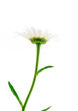 Beyaz papatya beyaz arka plana karşı değil