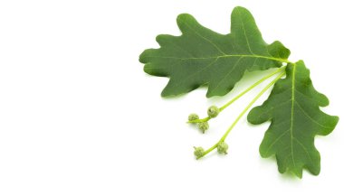 Beyaz arkaplanda meşe yaprakları