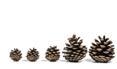 diken üstünde beyaz arka plan