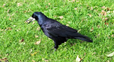 siyah kuzgun ceviz yiyor