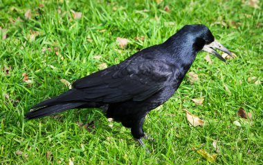 siyah kuzgun ceviz yiyor