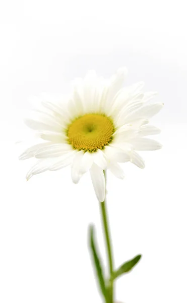在白色背景上的雏菊 — 图库照片