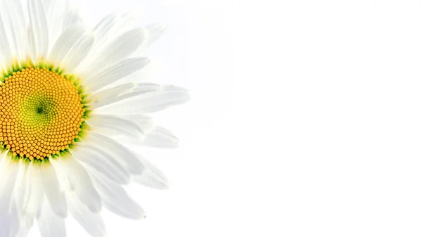 白色雏菊不是白色背景的 — 图库照片