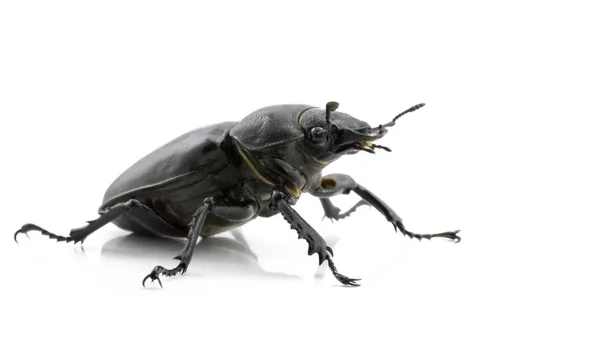 Schwarzer Käfer Auf Weißem Hintergrund — Stockfoto