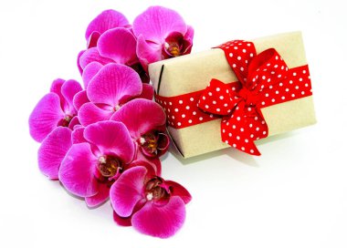 Orkide ve beyaz bir arka plan üzerinde bir hediye bir dalı