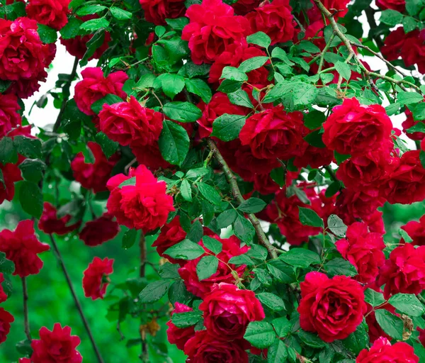 Beautiful Fresh Roses Nature Natural Background Large Inflorescence Roses Garden — Stock Photo, Image