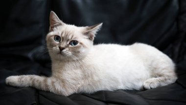 Kahverengi kedi siyah kanepede yatıyor.