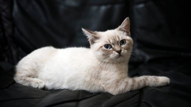 Kahverengi kedi siyah kanepede yatıyor.