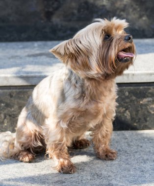 Merdivenlerin dibinde oturan sevimli küçük köpek yavrusu.