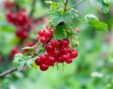 Çalı dalında olgun kızılcık üzümü var. 