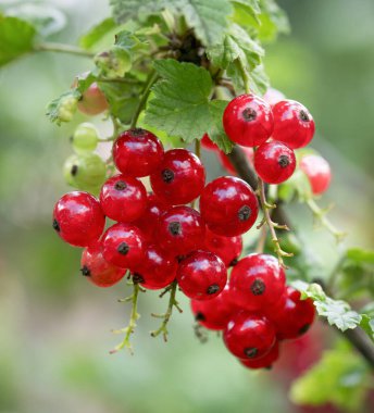 Çalı dalında olgun kızılcık üzümü var.