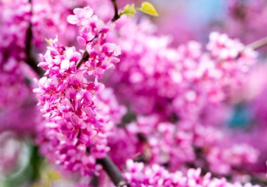  İris ağacı yakın çekim