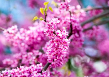  İris ağacı yakın plan