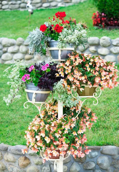 Metal Tiered Rack Beautiful Colorful Petunia Flowers Plastic White Pots — Stock Photo, Image