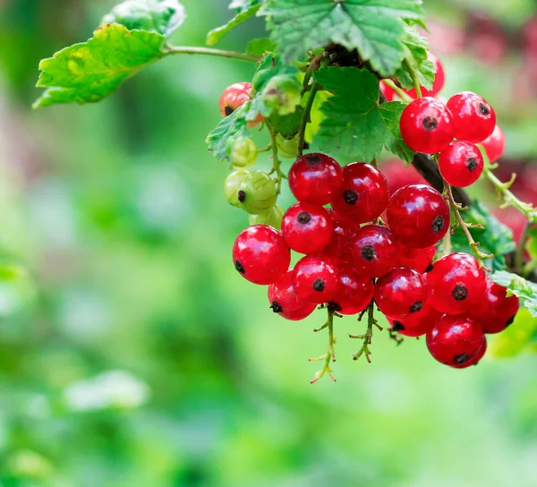 Çalı dalında olgun kızılcık üzümü var. 