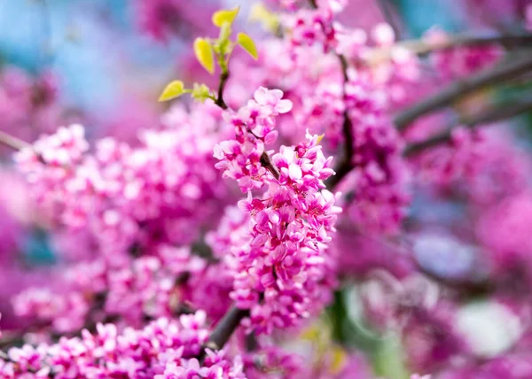  İris ağacı yakın plan