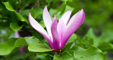 yeşil arkaplanda büyük pembe bir çiçek