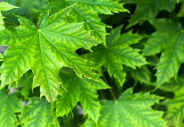 Büyük yeşil yapraklar.