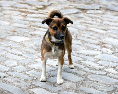 Köpek yolda. Yaklaş.