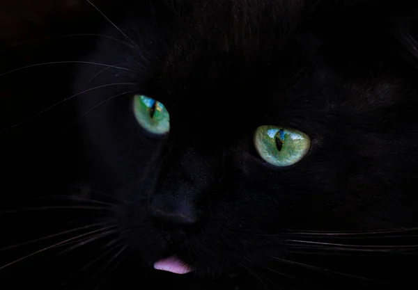 Fekete Macska Val Zöld Szem Közelkép — Stock Fotó