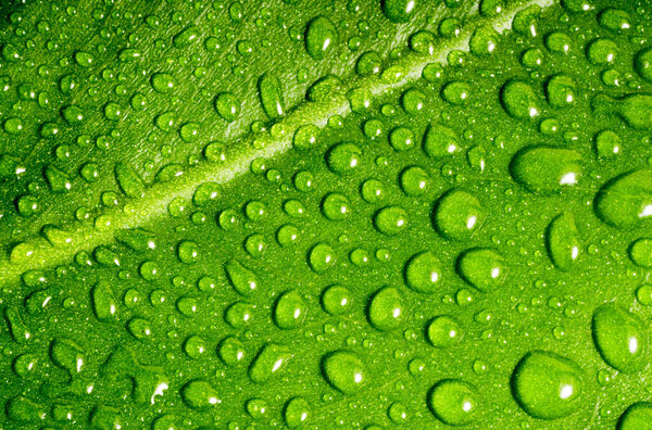 Beautiful green leaf with drops of water