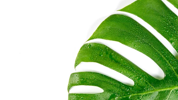 Monstera Deliciosa Tropisches Blatt Und Wassertropfen Isoliert Auf Weißem Hintergrund — Stockfoto