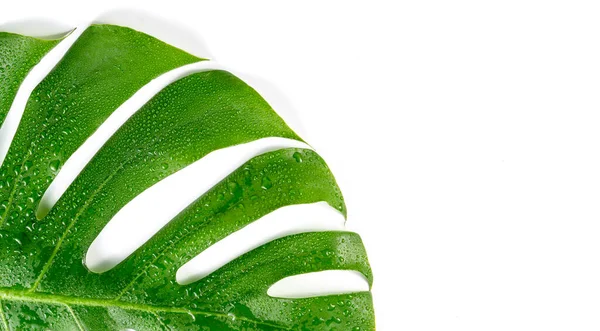 Monstera Deliciosa Tropical Leaf Water Drop Isolated White Background Clipping — Stock Photo, Image