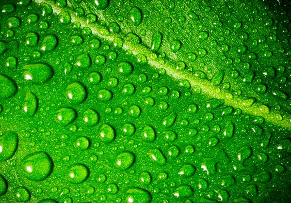 Bella Foglia Verde Con Gocce Acqua — Foto Stock