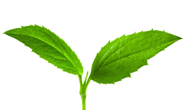 Green Leaf White Background — Stock Photo, Image