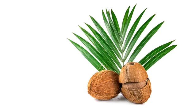 白色背景上的椰子和棕榈叶 — 图库照片