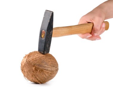 Eski bir çekiçle beyaz arka planda izole edilmiş olgun bir hindistan cevizini kırmaya çalış.