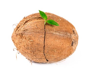 Beyaz arkaplanda izole edilmiş hindistan cevizi ağacı filizleri