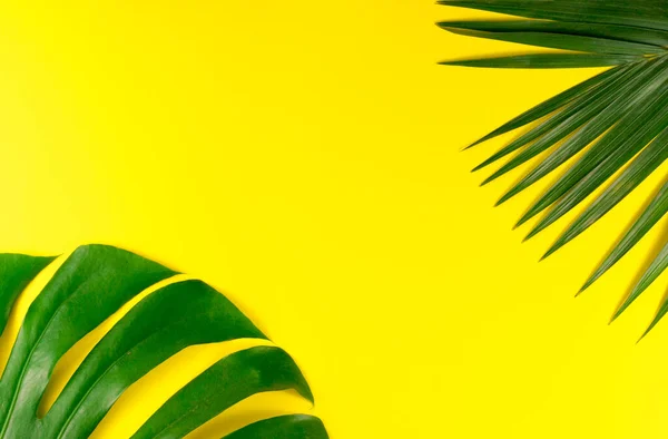 Tropical palm and monstera leaves background