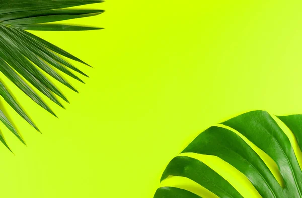 Tropical palm and monstera leaves background