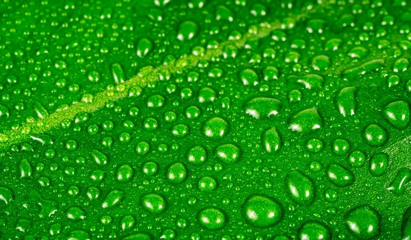 Bela Folha Verde Com Gotas Água — Fotografia de Stock