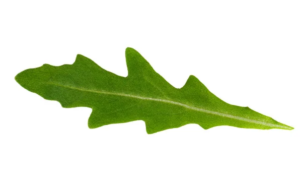 Rucola Oder Rucola Blatt Isoliert Auf Weißem Hintergrund — Stockfoto