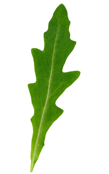 Rucola Oder Rucola Blatt Isoliert Auf Weißem Hintergrund — Stockfoto