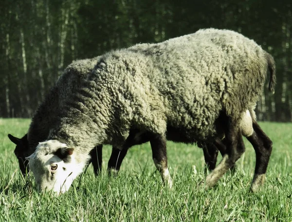 Twee Krullend Schapen Rondlopen Het Veld Gras Eten — Stockfoto