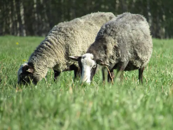 Zwei Lockige Schafe Laufen Über Das Feld Und Fressen Grünes — Stockfoto