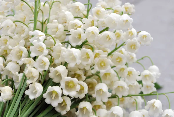 Gyönyörű Fehér Erdő Gyöngyvirág Nagy — Stock Fotó