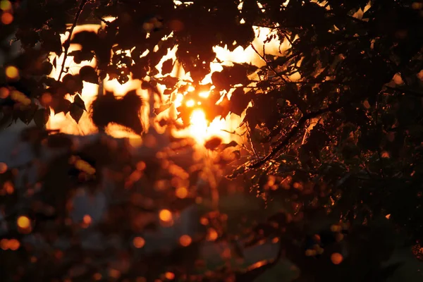 Promienie Słońca Przez Złotych Liści Zachodzie Słońca Tło Bokeh — Zdjęcie stockowe