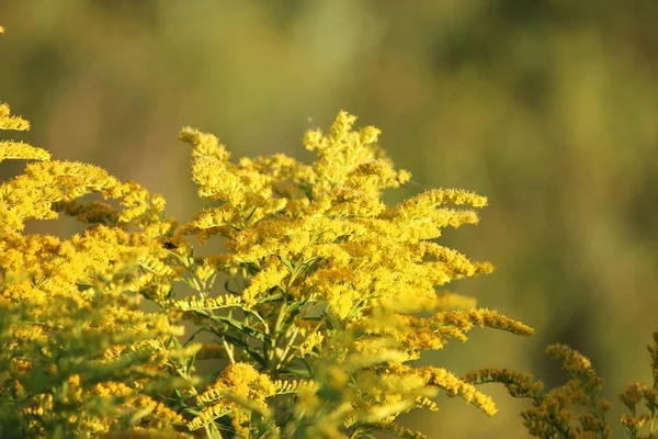 Sarı Güzel Kır Çiçekleri Yakın Çekim Solidago Altın Başak Dal — Stok fotoğraf