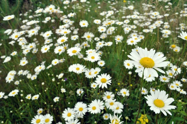 カモミールの野生の花の草原 — ストック写真