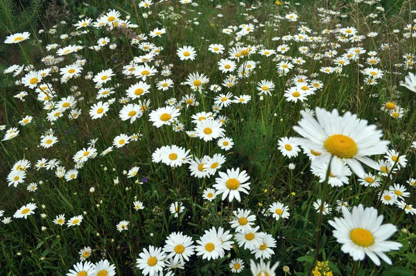 Prato Fiori Camomilla Selvatici Bianchi — Foto Stock