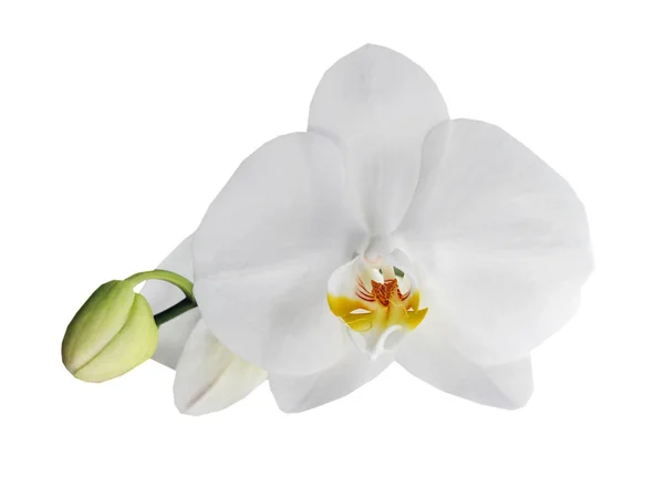 Orquídea Branca Bonita Isolada Fundo Branco Botânico Detalhe — Fotografia de Stock