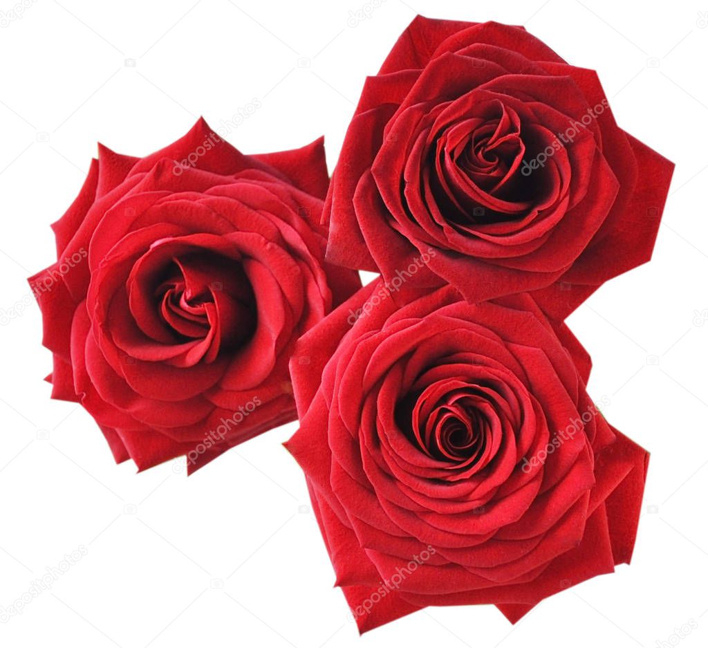  three red roses on a white background, isolated macro
