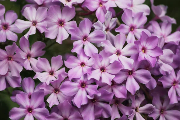 Όμορφα ανθισμένα λουλούδια μωβ phlox μακροεντολής — Φωτογραφία Αρχείου
