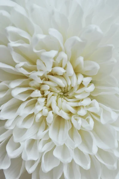 Belle grande fleur d'aster en fleurs blanches — Photo